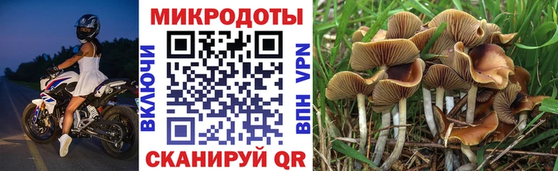 закладки  Александровск-Сахалинский  Псилоцибиновые грибы Magic Shrooms 